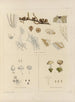 Botanisk kryptogamisk målning av resan till Antarktis med fartygen HM Discovery Erebus och Terror under åren 1839 Pl36 - Walter Hood Fitch — vy av konstverket