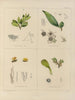 Botanisk kryptogamisk målning från resan till Antarktis med fartygen HM Discovery Erebus och Terror under åren 1839 Pl38 - Walter Hood Fitch — vy av konstverket