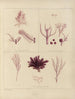 Botanisk kryptogamisk målning av resan till Antarktis med fartygen HM Discovery Erebus och Terror under åren 1839 Pl59 - Walter Hood Fitch — vy av konstverket