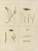 Botaniskt konsttryck av resan till Antarktis med fartygen HM Discovery Erebus och Terror under åren 1839 Pl61 - Walter Hood Fitch — vy av konstverket