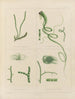 Botaniskt konsttryck av resan till Antarktis med fartygen HM Discovery Erebus och Terror under åren 1839 Pl62 - Walter Hood Fitch — vy av konstverket