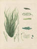 Botaniskt konsttryck av resan till Antarktis med fartygen HM Discovery Erebus och Terror under åren 1839 Pl63 - Walter Hood Fitch — vy av konstverket