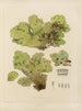 Botanisk kryptogamisk målning av resan till Antarktis med fartygen HM Discovery Erebus och Terror under åren 1839 Pl66 - Walter Hood Fitch — vy av konstverket