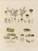 Botanisk kryptogamisk målning av resan till Antarktis med fartygen HM Discovery Erebus och Terror under åren 1839 Pl67 - Walter Hood Fitch — vy av konstverket