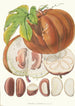 Hodgsonia Heteroclita H f och T Fruit - Walter Hood Fitch — vy av konstverket