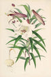 Lilium Browni - Walter Hood Fitch — vy av konstverket