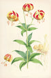 Lilium Californicum - Walter Hood Fitch — vy av konstverket