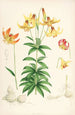Lilium Canadense - Walter Hood Fitch — vy av konstverket