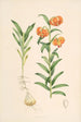 Lilium Carniolicum - Walter Hood Fitch — vy av konstverket