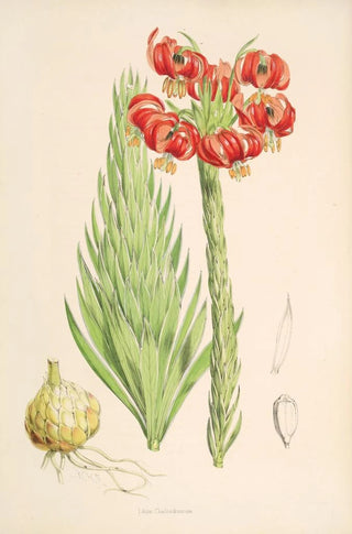 Walter Hood Fitch - Lilium Chalcedonicum.webp