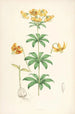 Lilium Columbianum - Walter Hood Fitch — vy av konstverket
