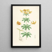 Lilium Columbianum - Walter Hood Fitch — inramlat konstverk på väggen