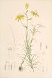 Lilium Davidi - Walter Hood Fitch — vy av konstverket
