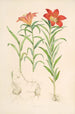 Lilium Davuricum - Walter Hood Fitch — vy av konstverket
