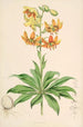 Lilium Hansoni - Walter Hood Fitch — vy av konstverket