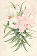 Lilium Japonicum - Walter Hood Fitch — vy av konstverket