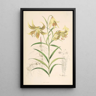 Walter Hood Fitch - Lilium Leichtlinii.webp