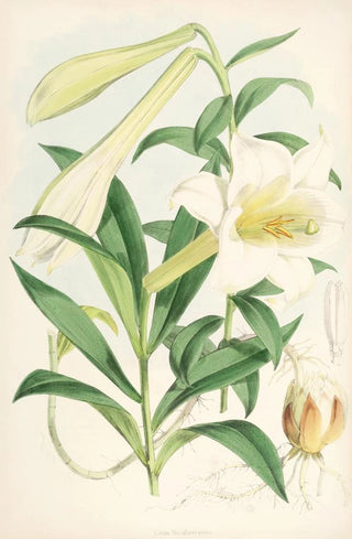 Walter Hood Fitch - Lilium Neilgherriense.webp