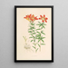 Lilium Philadelphicum - Walter Hood Fitch — inramlat konstverk på väggen