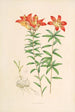 Lilium Philadelphicum - Walter Hood Fitch — vy av konstverket