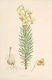 Lilium Pyrenaicum - Walter Hood Fitch — vy av konstverket