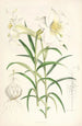 Lilium Wallichianum - Walter Hood Fitch — vy av konstverket