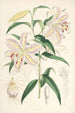 Lilium auratum - Walter Hood Fitch — vy av konstverket