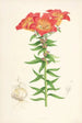 Lilium bulbiferum - Walter Hood Fitch — vy av konstverket