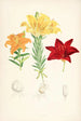 Lilium elegans var alutaceum - Walter Hood Fitch — vy av konstverket