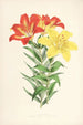Lilium elegans var incomparabile - Walter Hood Fitch — vy av konstverket