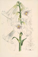 Lilium giganteum - Walter Hood Fitch — vy av konstverket