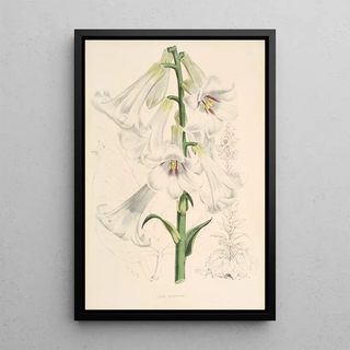 Walter Hood Fitch - Lilium giganteum.webp