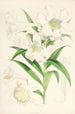 Lilium lingiflorium - Walter Hood Fitch — vy av konstverket