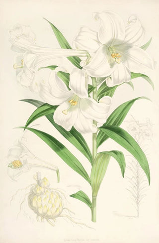 Walter Hood Fitch - Lilium lingiflorium.webp