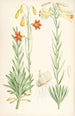 Lilium maritimum - Walter Hood Fitch — vy av konstverket