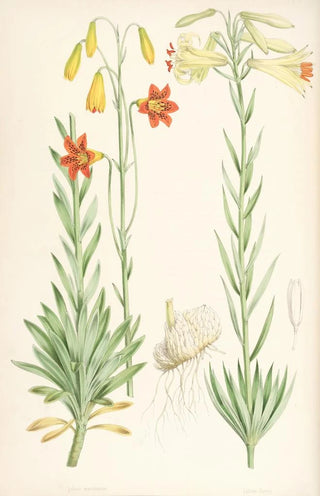 Walter Hood Fitch - Lilium maritimum.webp