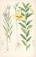 Lilium oxypetalum - Walter Hood Fitch — vy av konstverket