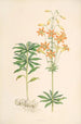 Lilium parvum - Walter Hood Fitch — vy av konstverket