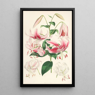 Walter Hood Fitch - Lilium speciosum.webp