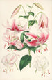 Lilium speciosum - Walter Hood Fitch — vy av konstverket