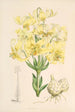 Lilium testaceum - Walter Hood Fitch — vy av konstverket