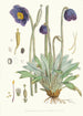 Meconopsis Simplicifolia H f och T - Walter Hood Fitch — vy av konstverket