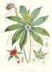 Paris Polyphylla Smit - Walter Hood Fitch — vy av konstverket