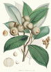 Quercus Lamellosa Ham - Walter Hood Fitch — vy av konstverket