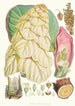Rheum Nobile Hfand T - Walter Hood Fitch — vy av konstverket