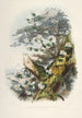 Les Rhododendrons de l'Himalaya de Sikkim Pl01 - Walter Hood Fitch — vy av konstverket