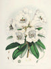 Les Rhododendrons du Sikkim Himalaya Pl02 - Walter Hood Fitch — vy av konstverket