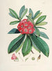 Les Rhododendrons du Sikkim Himalaya Pl03 - Walter Hood Fitch — vy av konstverket