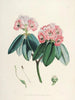 Les Rhododendrons du Sikkim Himalaya Pl05 - Walter Hood Fitch — vy av konstverket
