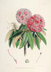 Les Rhododendrons de l'Himalaya de Sikkim Pl06 - Walter Hood Fitch — vy av konstverket